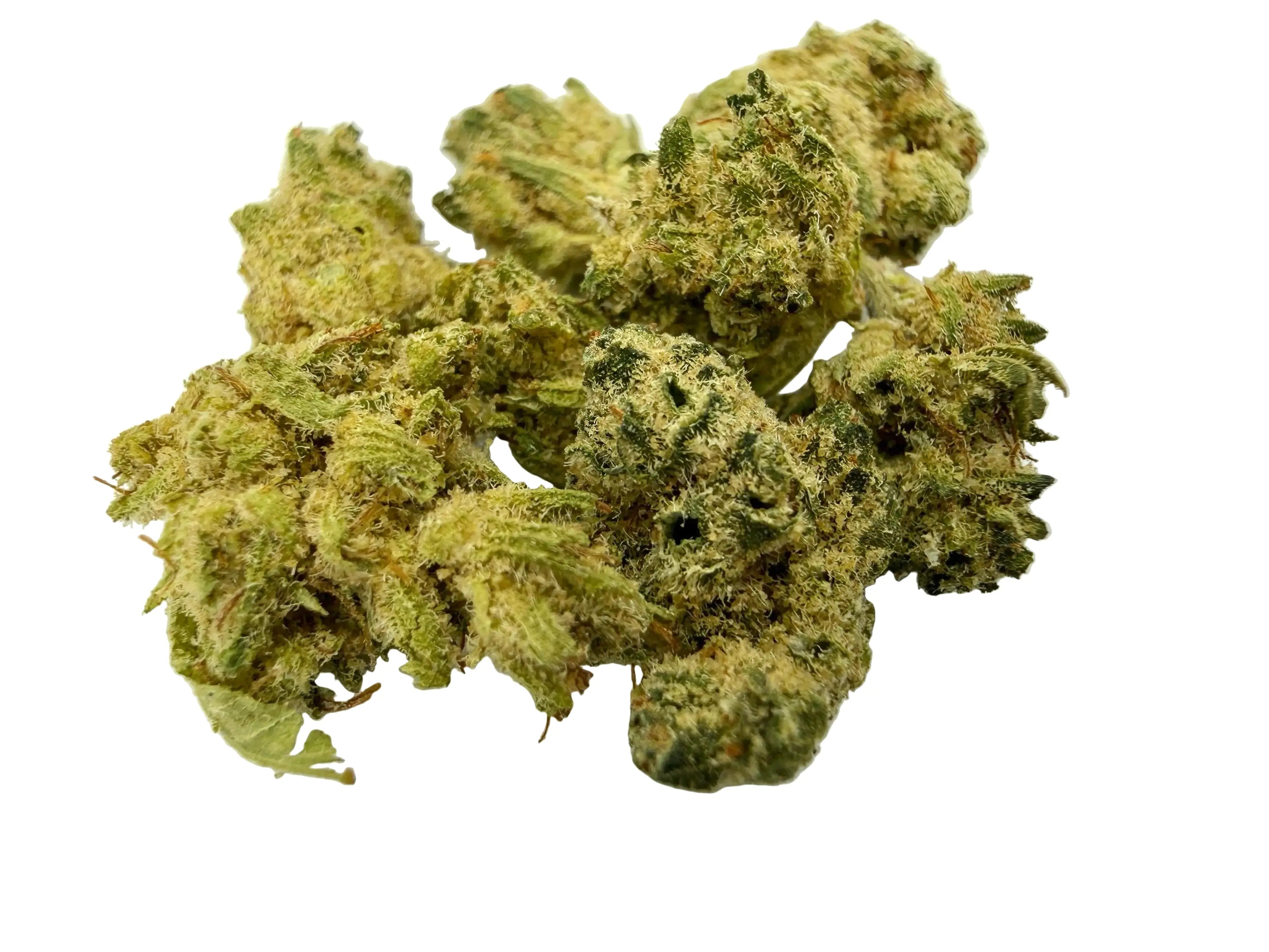 Gusher Baby – Fleur CBD Indoor Mini Bud