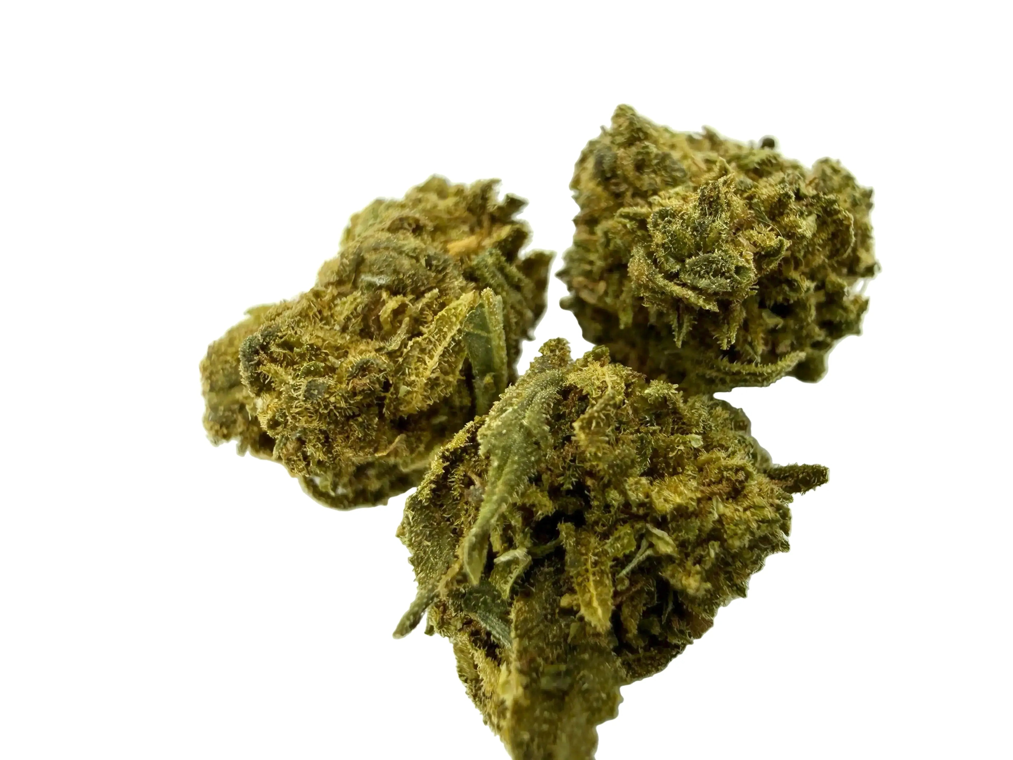 Tonic Cheese baby – Fleur CBD Indoor Mini Bud